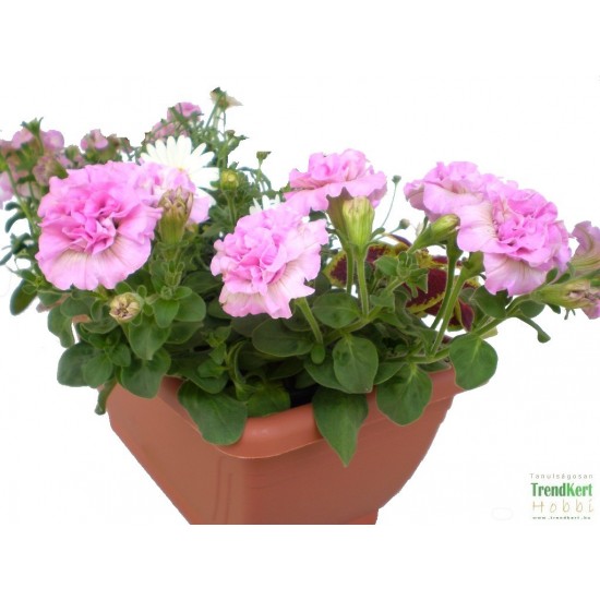 Petúnia rózsaszín teltvirágú - Petunia Surfinia Doublet Pink Petúnia rózsaszín teltvirágú - Petunia Surfinia Doublet Pink