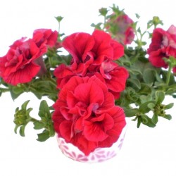 Petúnia piros teltvirágú - Petunia Surfinia Doublet Red Petúnia piros teltvirágú - Petunia Surfinia Doublet Red