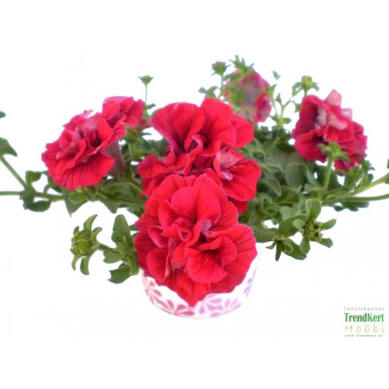 Petúnia piros teltvirágú - Petunia Surfinia Doublet Red Petúnia piros teltvirágú - Petunia Surfinia Doublet Red