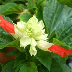 Paprikavirág piros-fehér - Salvia splendens Bicolor White-Root  Paprikavirág piros-fehér - Salvia splendens Bicolor White-Root
