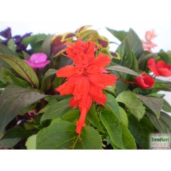 Paprikavirág piros - Salvia splendens Root