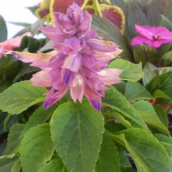 Paprikavirág levendula - Salvia splendens Sizzler Lavender Paprikavirág levendula - Salvia splendens Sizzler Lavender