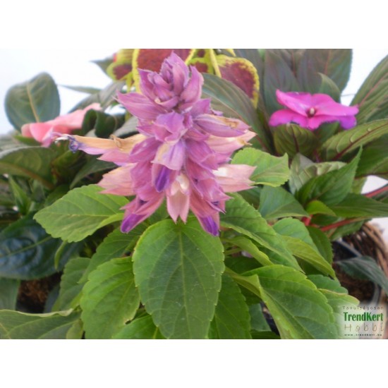 Paprikavirág levendula - Salvia splendens Sizzler Lavender