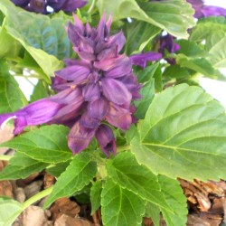 Paprikavirág lila - Salvia splendens Sizzler Purple Paprikavirág lila - Salvia splendens Sizzler Purple