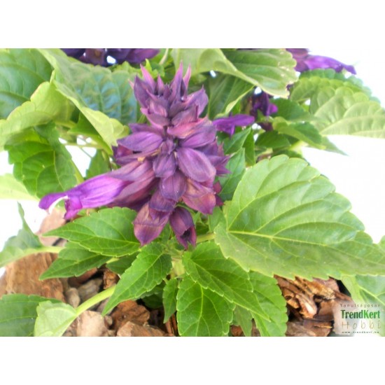 Paprikavirág lila - Salvia splendens Sizzler Purple