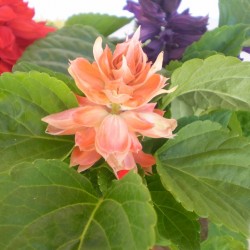 Paprikavirág lazac színű - Salvia splendens Sizzler Salmon Paprikavirág lazac színű - Salvia splendens Sizzler Salmon