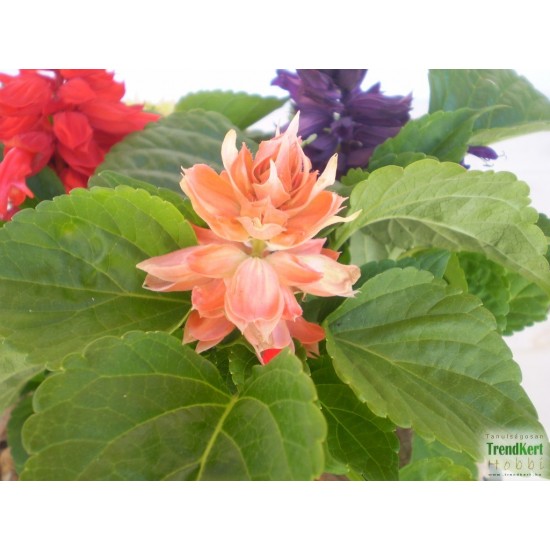 Paprikavirág lazac színű - Salvia splendens Sizzler Salmon