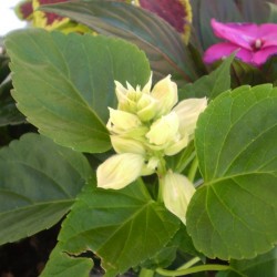Paprikavirág fehér - Salvia splendens Sizzler White  Paprikavirág fehér - Salvia splendens Sizzler White