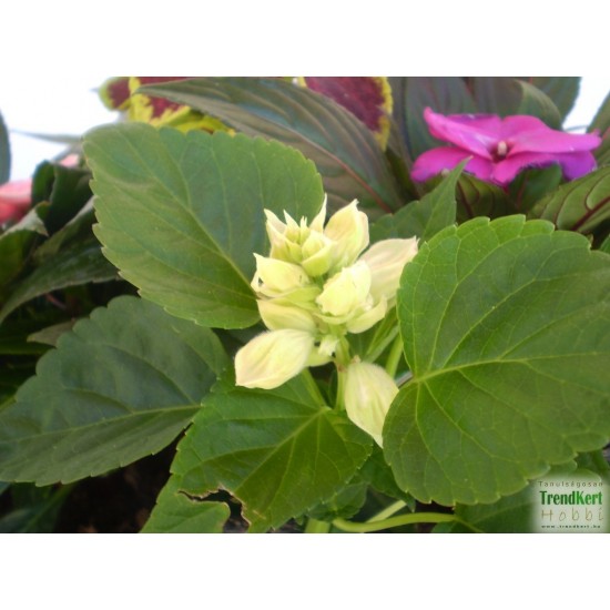 Paprikavirág fehér - Salvia splendens Sizzler White 