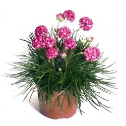 Tengerparti pázsitszegfű - Armeria maritima Morning Star Rose