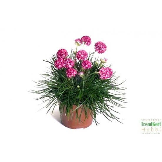 Tengerparti pázsitszegfű - Armeria maritima Morning Star Rose