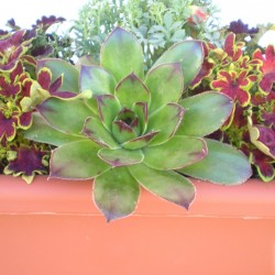 Kövirózsa - Sempervivum sp. 14