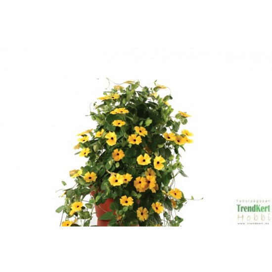 Feketeszem narancssárga - Thunbergia alata Orange 