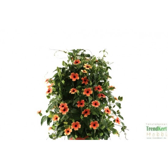 Feketeszem piros - Thunbergia alata Root 