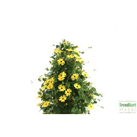 Feketeszem sárga - Thunbergia alata Yellow 