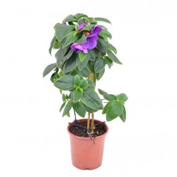 Ibolyafa, Hercegnővirág - Tibouchina urvilleana