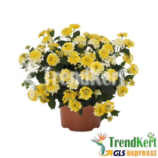 Sétányrózsa Citromsárga-fehér - Lantana camara LimeWhite Sétányrózsa Citromsárga-fehér - Lantana camara LimeWhite