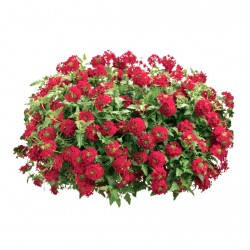 Csüngő verbéna piros - Verbena Balkoni Root Csüngő verbéna piros - Verbena Balkoni Root