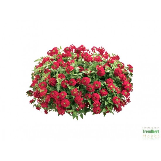 Csüngő verbéna piros - Verbena Balkoni Root Csüngő verbéna piros - Verbena Balkoni Root