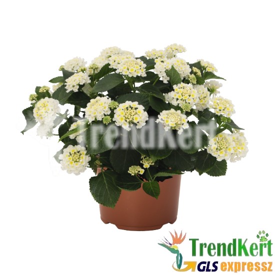 Sétányrózsa fehér - Lantana camara White
