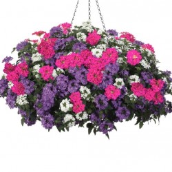 Csüngő verbéna 3in1 - Verbena Balkoni Harmony 3in1 Csüngő verbéna 3in1 - Verbena Balkoni Harmony 3in1