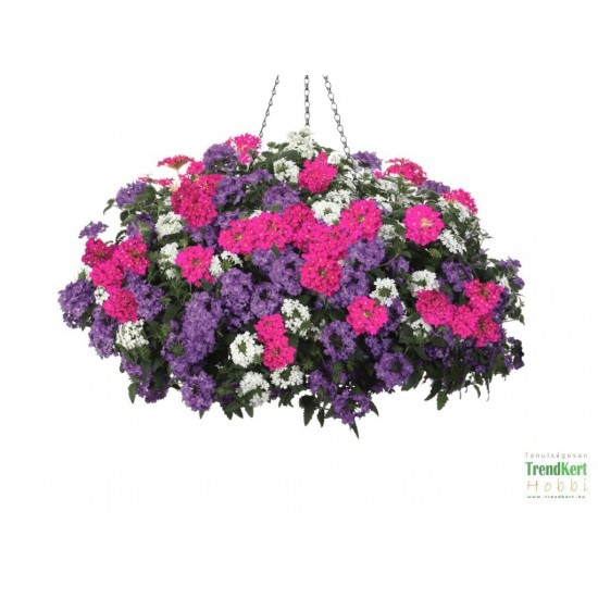 Csüngő verbéna 3in1 - Verbena Balkoni Harmony 3in1 Csüngő verbéna 3in1 - Verbena Balkoni Harmony 3in1