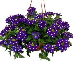 Csüngő verbéna sötétlila - Verbena Balkoni Mystic Lila Csüngő verbéna sötétlila - Verbena Balkoni Mystic Lila