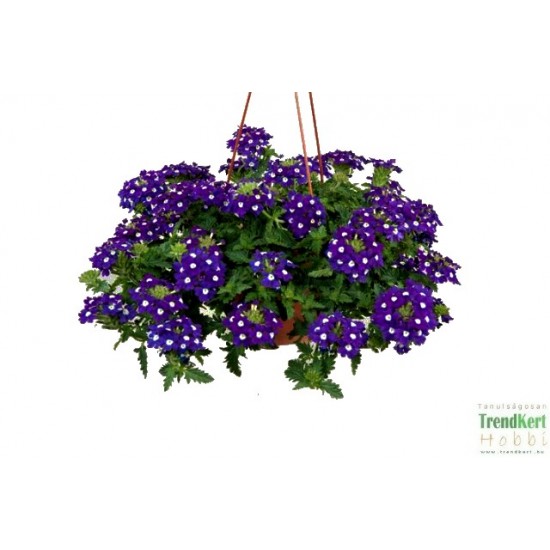 Csüngő verbéna sötétlila - Verbena Balkoni Mystic Lila