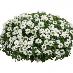 Csüngő verbéna fehér - Verbena Balkoni White Csüngő verbéna fehér - Verbena Balkoni White