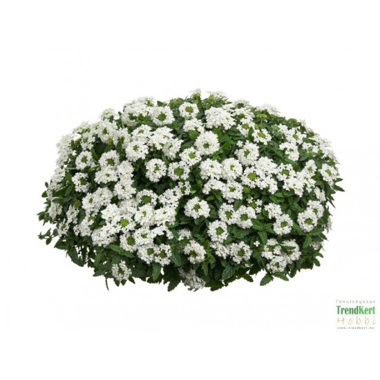 Csüngő verbéna fehér - Verbena Balkoni White Csüngő verbéna fehér - Verbena Balkoni White