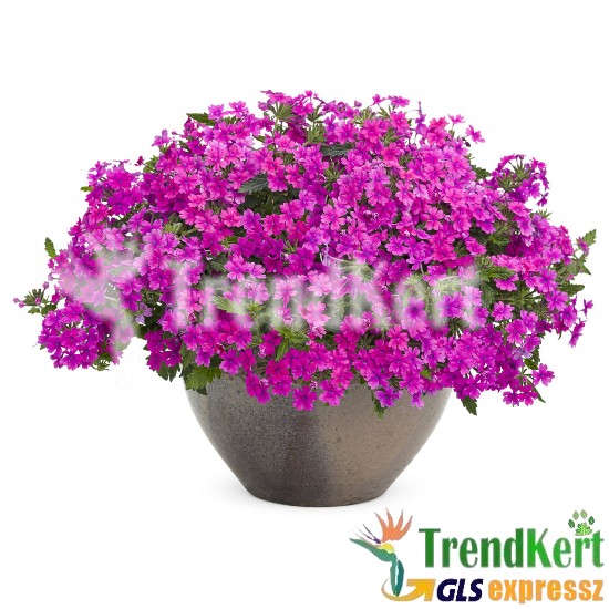 Csüngő verbéna pink - Verbena balkony compact pink Csüngő verbéna pink - Verbena balkony compact pink