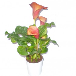 Kála - Zantedeschia Red Aler Kála - Zantedeschia Red Aler