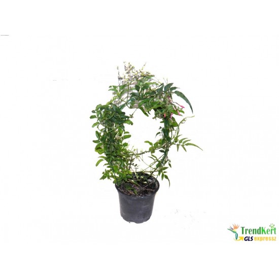 Jasminum polyanthum - Illatos kúszó jázmin Jasminum polyanthum - Illatos kúszó jázmin