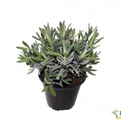 Levendula - Lavandula angustifolia  Levendula - Lavandula angustifolia