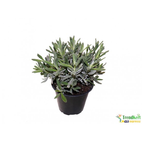 Levendula - Lavandula angustifolia 