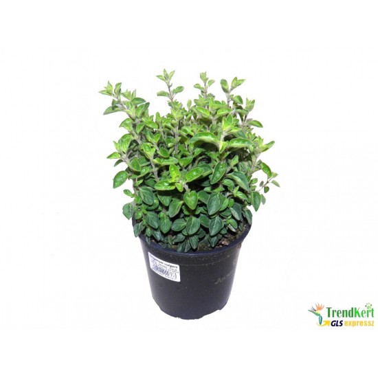 Origanum vulgare - Oregánó