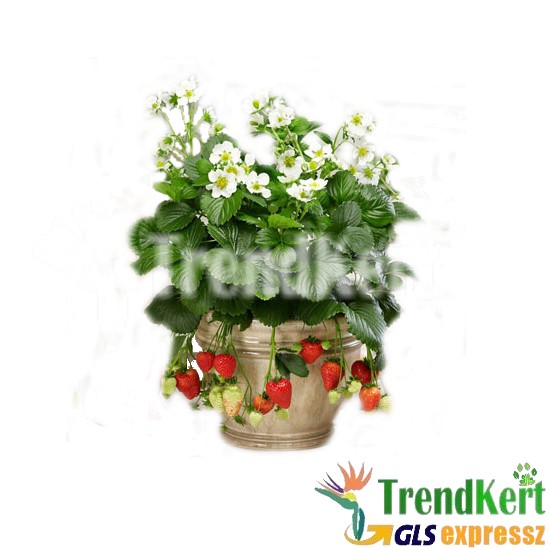 Csüngő eper, balkonra fehér virágú - Fragaria Balkony White Csüngő eper, balkonra fehér virágú - Fragaria Balkony White