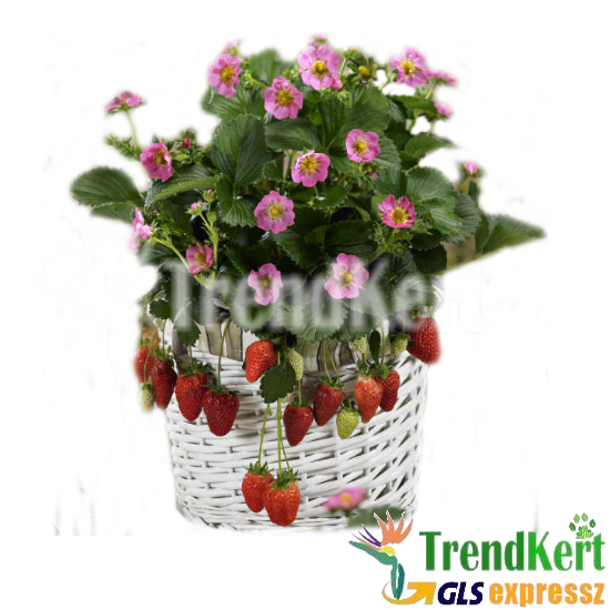 Csüngő eper, balkonra halvány rózsaszín virágú - Fragaria Gasana Csüngő eper, balkonra halvány rózsaszín virágú - Fragaria Gasana