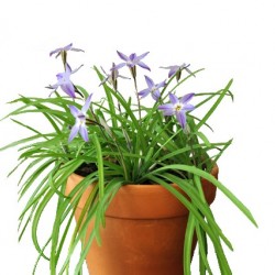 Csillaghagyma, Knofi - Ipheion uniflorum 'Knofi'