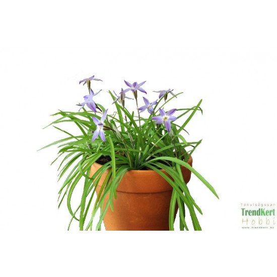 Csillaghagyma, Knofi - Ipheion uniflorum 'Knofi'