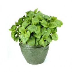 Citromfű - Melissa officinalis Citromfű - Melissa officinalis