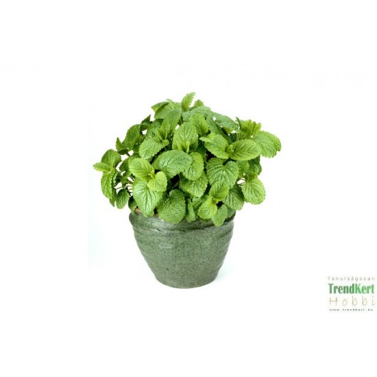 Citromfű - Melissa officinalis
