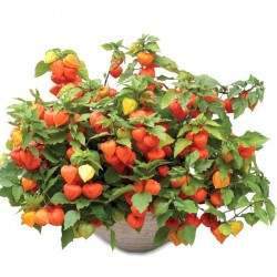 Földicseresznye, lampionvirág - Physalis peruviana Földicseresznye, lampionvirág - Physalis peruviana