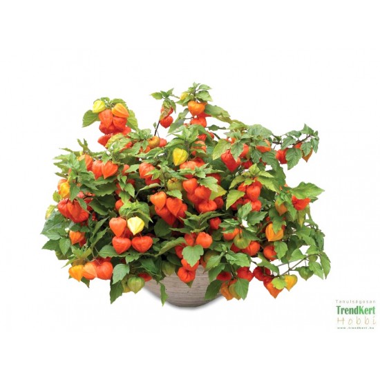 Földicseresznye, lampionvirág - Physalis peruviana Földicseresznye, lampionvirág - Physalis peruviana