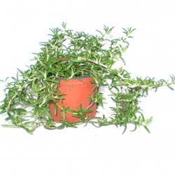 Rozmaring kúszó - Rosmarinus officinalis Riviera Rozmaring kúszó - Rosmarinus officinalis Riviera