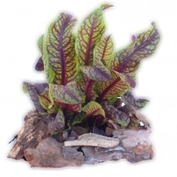 Lósóska - Rumex sanguineus Bicolor Lósóska - Rumex sanguineus Bicolor