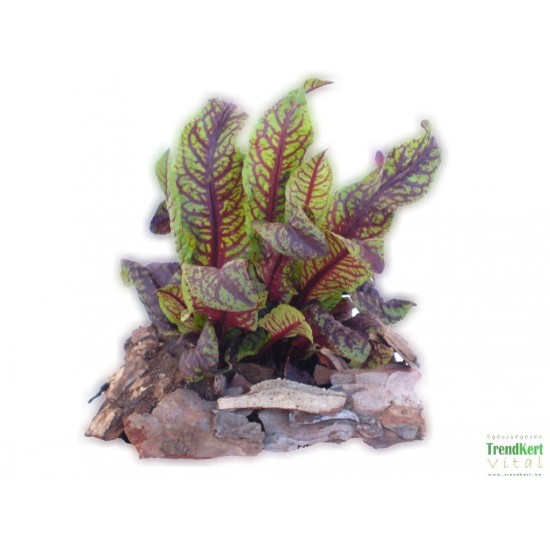 Lósóska - Rumex sanguineus Bicolor Lósóska - Rumex sanguineus Bicolor