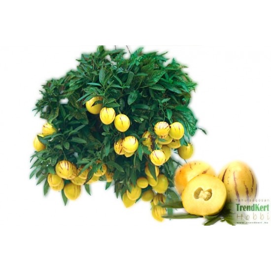Pepino Gold - Solanum muricatum Pepino Gold Pepino Gold - Solanum muricatum Pepino Gold