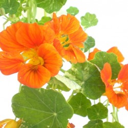 Sarkantyúka - Tropaeolum majus Balkoni Bronz Sarkantyúka - Tropaeolum majus Balkoni Bronz
