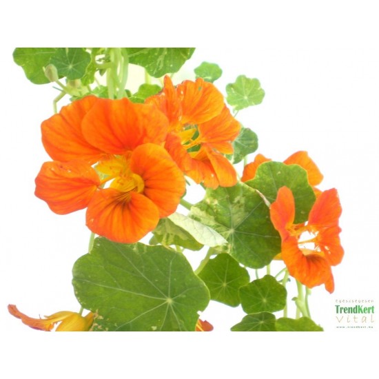 Sarkantyúka - Tropaeolum majus Balkoni Bronz Sarkantyúka - Tropaeolum majus Balkoni Bronz
